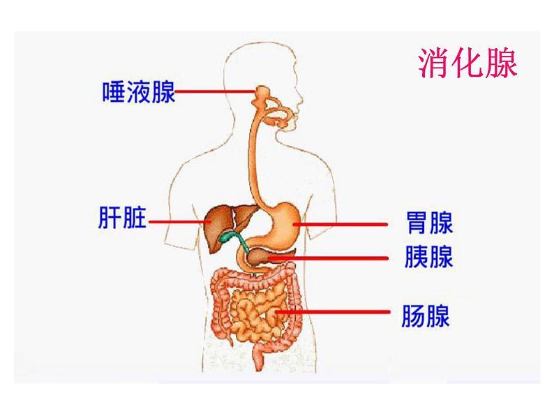 2020-2021学年七年级下册人生物人教版课件  第二章　人体的营养  2.2 生物消化与吸收 (2)第8页