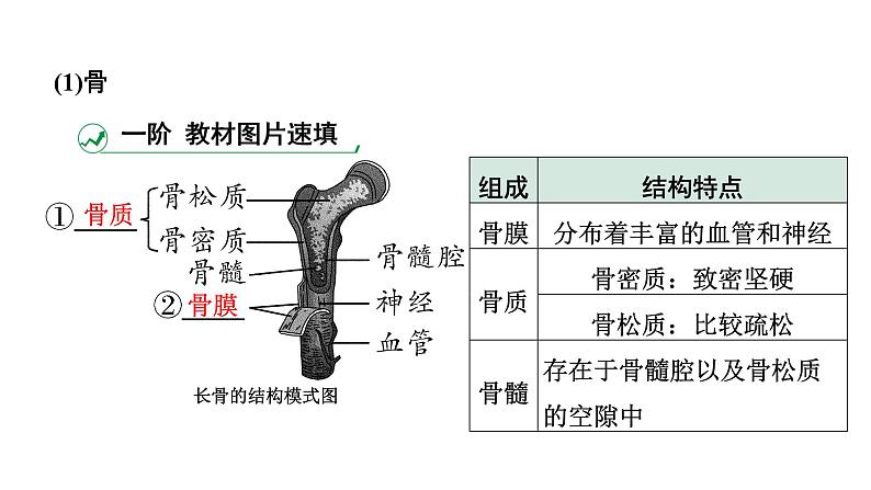 2024广西中考生物二轮中考考点研究 主题五 动物的运动和行为 （课件）04