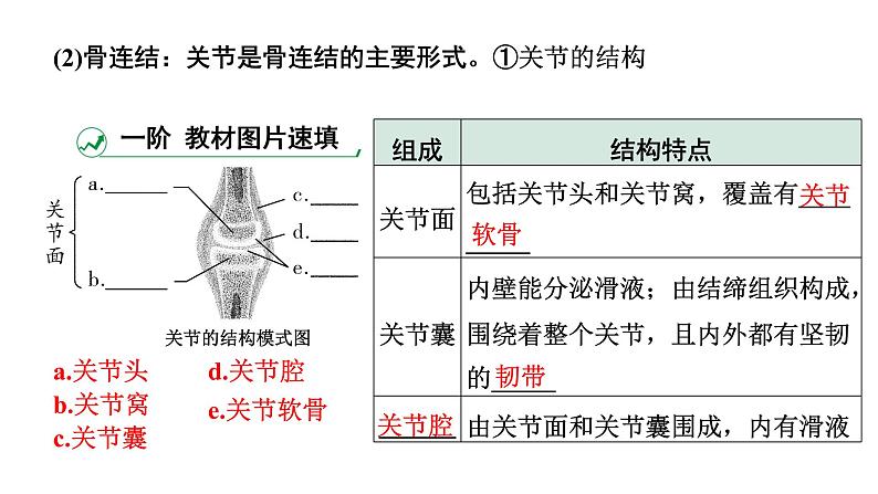 2024广西中考生物二轮中考考点研究 主题五 动物的运动和行为 （课件）05