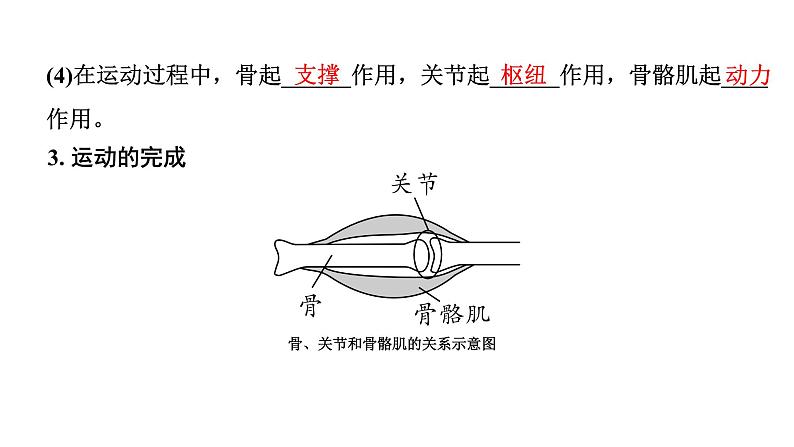 2024广西中考生物二轮中考考点研究 主题五 动物的运动和行为 （课件）07