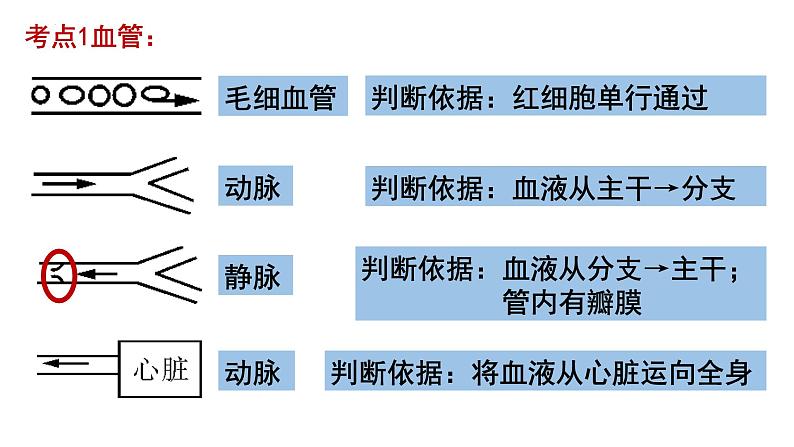 2024年中考生物考试二轮复习课件专题四生物体内物质的运输复习课件第6页