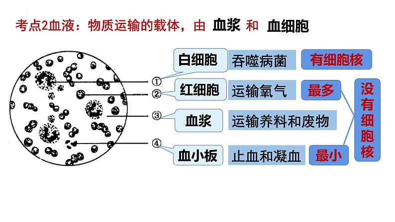 2024年中考生物考试二轮复习课件专题四生物体内物质的运输复习课件第8页