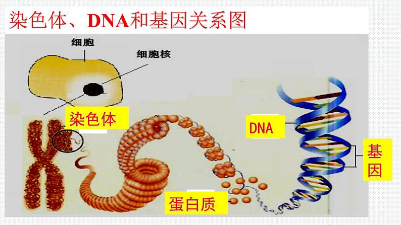 2024年中考生物考试二轮复习课件专题9生物的遗传、变异和进化复习课件第5页