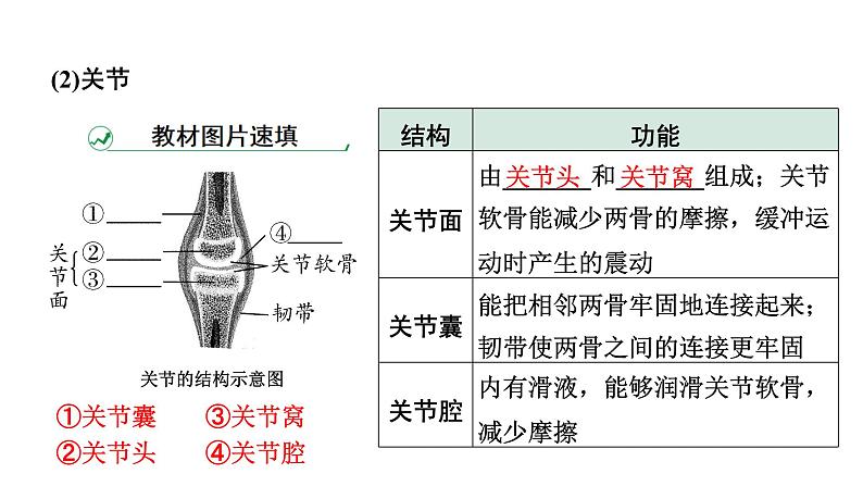 2024年江苏省徐州市中考生物二轮考点研究 第12讲 动物的运动与行为  习题课件第4页