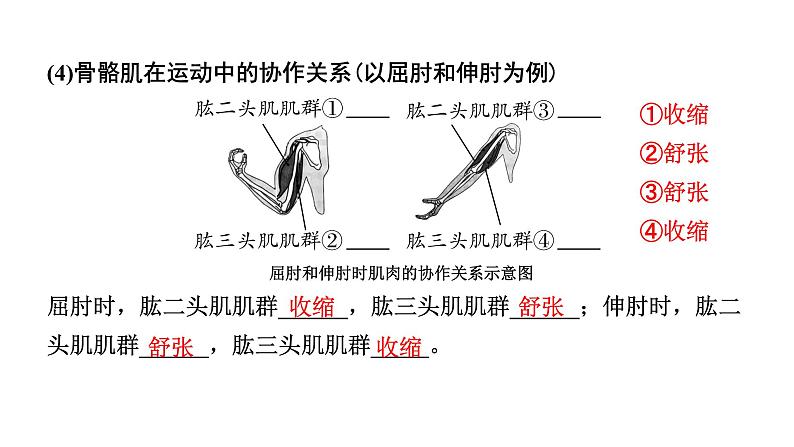 2024年江苏省徐州市中考生物二轮考点研究 第12讲 动物的运动与行为  习题课件第7页