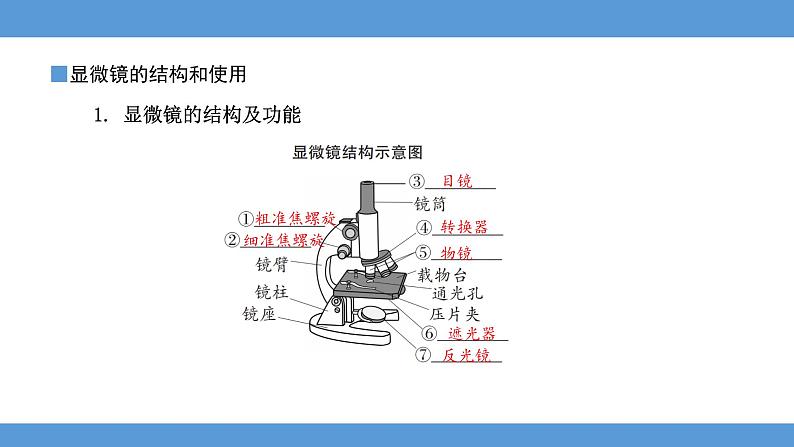 2024年河北省中考生物知识梳理专题课件——专题二生物体的结构层次第2页