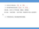 2024年河北省中考生物知识梳理专题课件——专题二生物体的结构层次