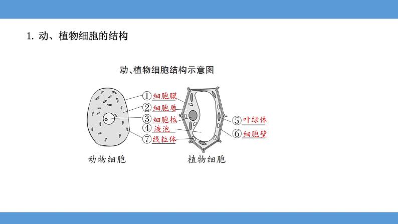 2024年河北省中考生物知识梳理专题课件——专题二生物体的结构层次第8页