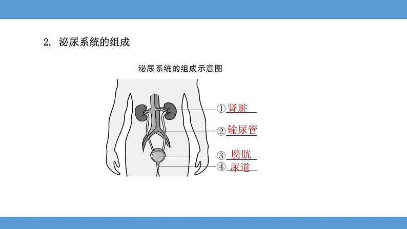 2024年河北省中考生物知识梳理课件——专题七 人体内废物的排出第3页