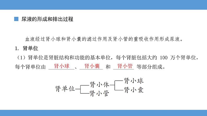 2024年河北省中考生物知识梳理课件——专题七 人体内废物的排出第6页