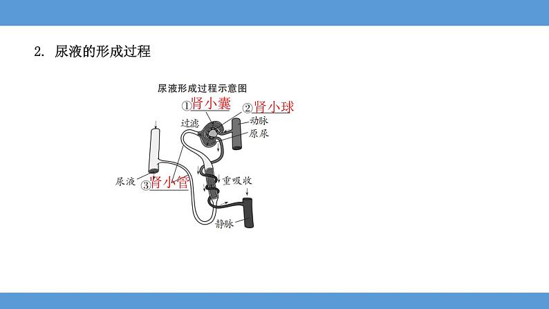 2024年河北省中考生物知识梳理课件——专题七 人体内废物的排出第8页