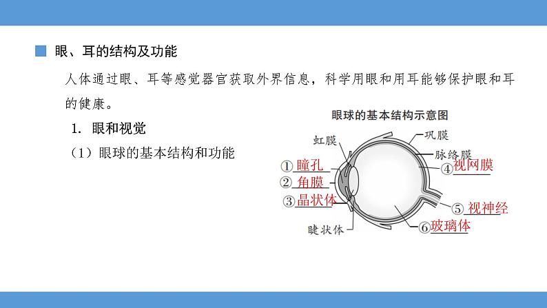 2024年河北省中考生物知识梳理课件——专题八 人体生命活动的调节及人在生物圈中的作用第2页