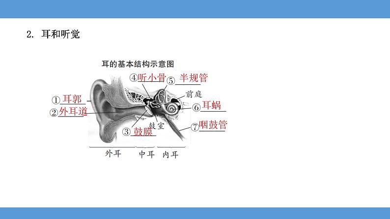 2024年河北省中考生物知识梳理课件——专题八 人体生命活动的调节及人在生物圈中的作用第7页