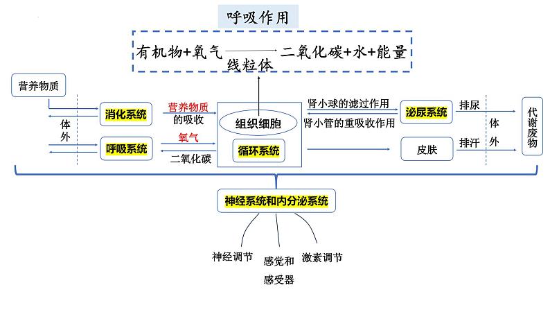 2024年生物中考二轮专题复习课件：专题三 第四单元《生物圈中的人》课件第2页