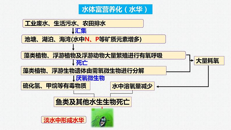 2024年生物中考二轮专题复习课件：解决湖泊水华问题的跨学科实践——《科学探究与跨学科实践》专题复习课件05