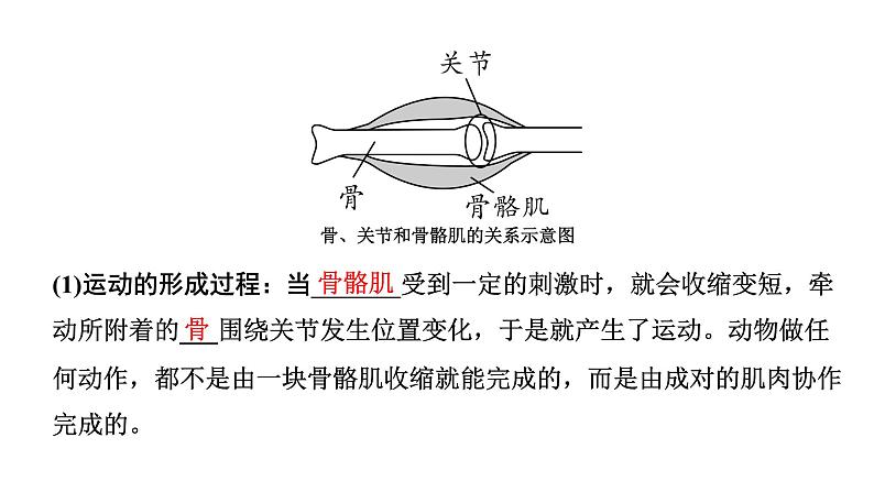 2024广西中考生物二轮考点研究 主题五 动物的运动和行为 课件08