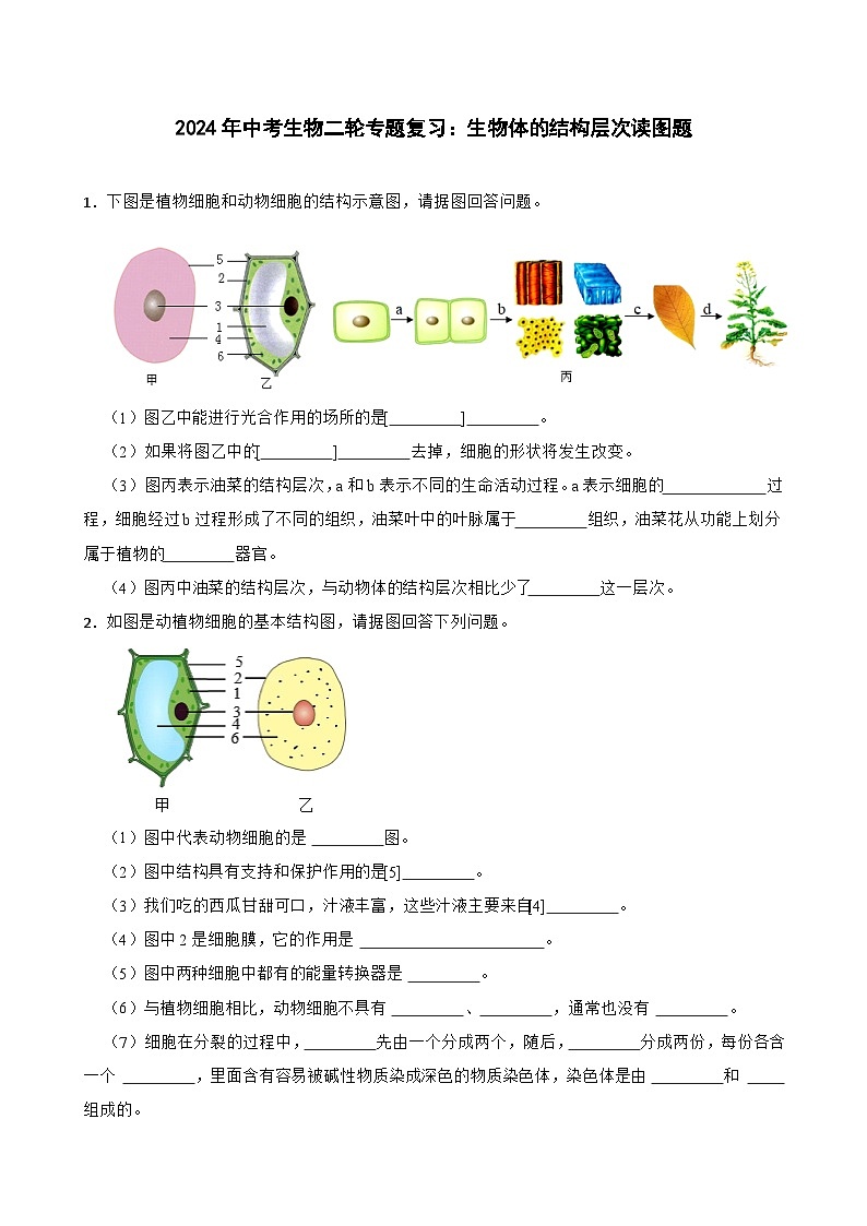 2024年中考生物二轮专题复习 生物体的结构层次读图题（含解析）第1页