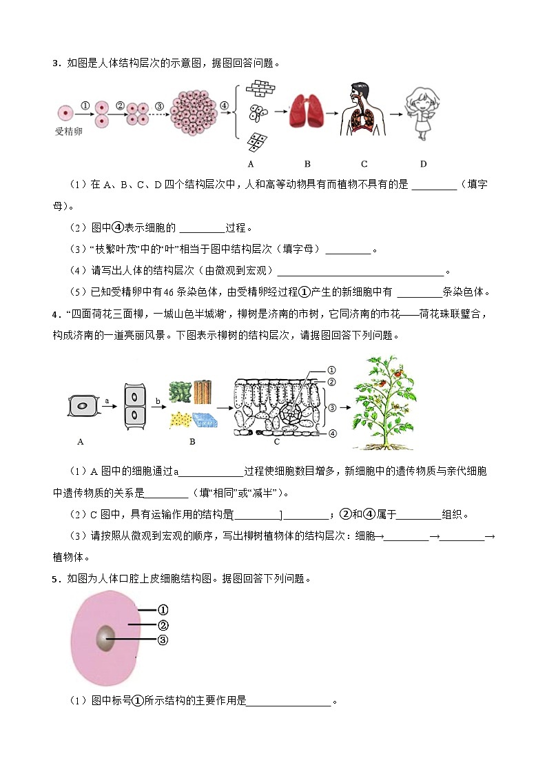 2024年中考生物二轮专题复习 生物体的结构层次读图题（含解析）第2页