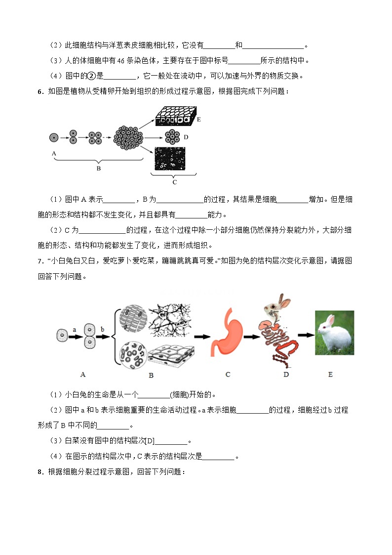 2024年中考生物二轮专题复习 生物体的结构层次读图题（含解析）第3页