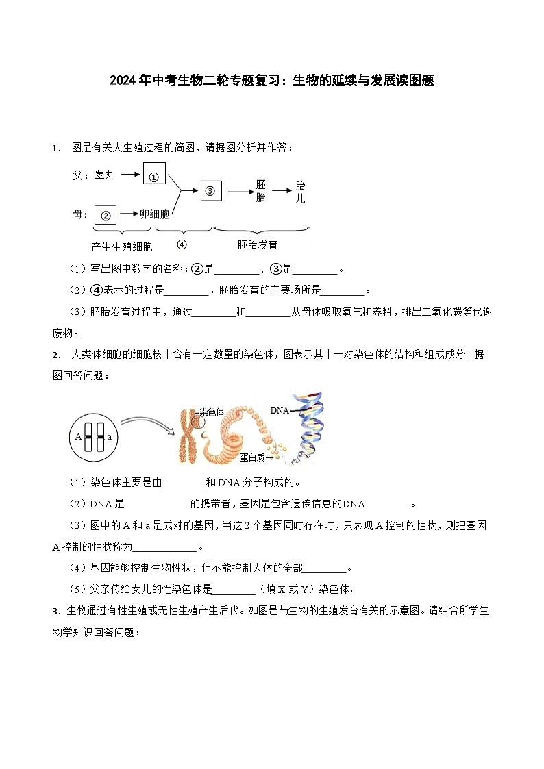 2024年中考生物二轮专题复习：生物的延续与发展读图题（含答案）第1页
