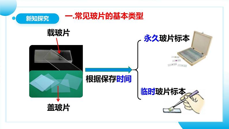 【核心素养目标】人教版初中生物七年级上册1.2.2《植物细胞》 课件+视频+教学设计+同步分层练习（含答案）07