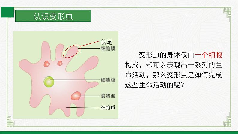 2.2.2细胞是生命活动的单位（课件+教案）北师大版 七上08