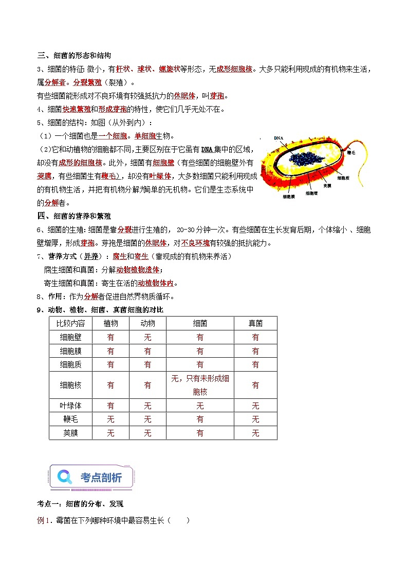 第07讲 细菌-【暑假自学课】新八年级生物暑假精品课讲义（人教版）02