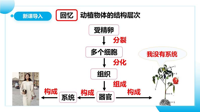 人教版初中生物七年级上册1.3.4《单细胞生物》课件第3页