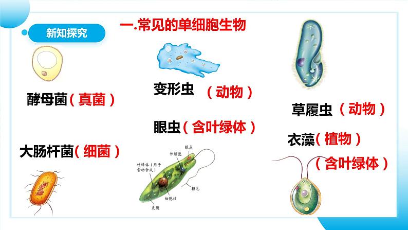 【核心素养目标】人教版初中生物七年级上册1.3.4《单细胞生物》 课件+视频+教学设计+同步分层练习（含答案）07