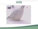 7.3.3生物进化的原因 课件-2023--2024学年人教版生物八年级下册