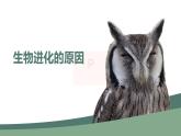 7.3.3生物进化的原因 课件-2023--2024学年人教版生物八年级下册