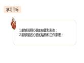 4.4.3 输送血液的泵──心脏课件2023-2024学年人教版生物七年级下册
