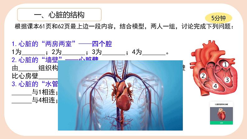 4.4.3 输送血液的泵──心脏课件2023-2024学年人教版生物七年级下册第4页