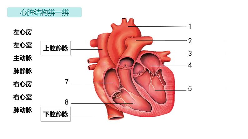 4.4.3 输送血液的泵──心脏课件2023-2024学年人教版生物七年级下册第5页