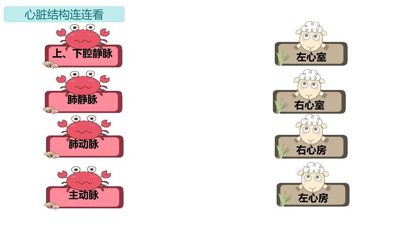 4.4.3 输送血液的泵──心脏课件2023-2024学年人教版生物七年级下册第6页