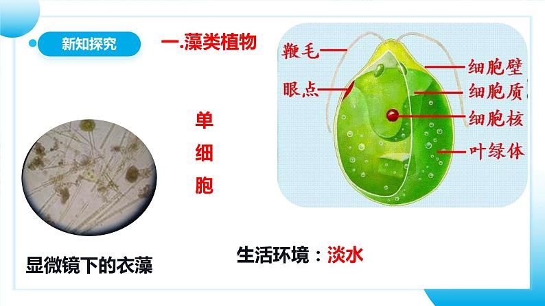 【核心素养目标】人教版初中生物七年级上册2.1.1《藻类、苔藓和蕨类植物》 课件+视频+教学设计+同步分层练习（含答案）07