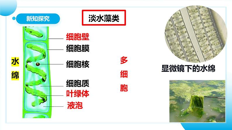 【核心素养目标】人教版初中生物七年级上册2.1.1《藻类、苔藓和蕨类植物》 课件+视频+教学设计+同步分层练习（含答案）08