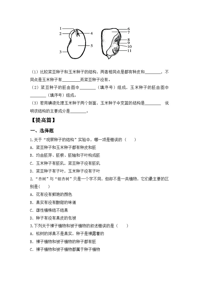 【核心素养目标】人教版初中生物七年级上册2.1.2《种子植物》 课件+视频+教学设计+同步分层练习（含答案）02