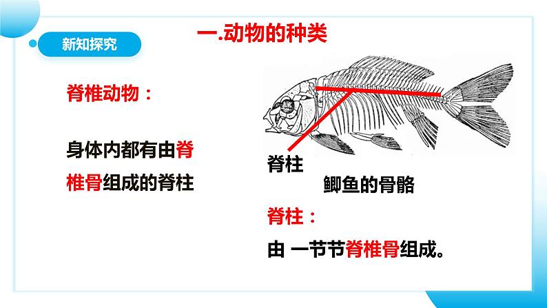 人教版初中生物七年级上册2.2.1《无脊椎动物》课件第6页