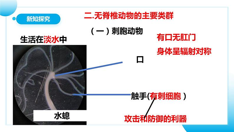 人教版初中生物七年级上册2.2.1《无脊椎动物》课件第8页