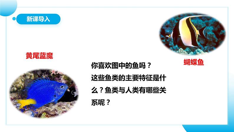 【核心素养目标】人教版初中生物七年级上册2.2.2《脊椎动物—鱼》 课件+视频+教学设计+同步分层练习（含答案）03