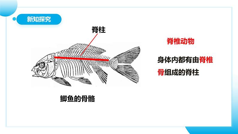 【核心素养目标】人教版初中生物七年级上册2.2.2《脊椎动物—鱼》 课件+视频+教学设计+同步分层练习（含答案）06