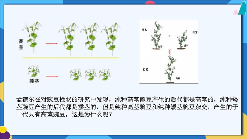 苏科版生物八年级下册 22.1  生物的遗传（第2课时）课件05