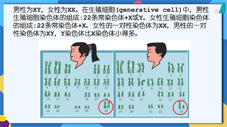 苏科版生物八年级下册 22.1.3 生物的遗传（第三课时）课件+素材07