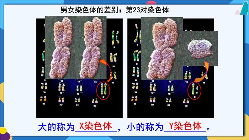 苏科版生物八年级下册 22.1.3 生物的遗传（第三课时）课件+素材08