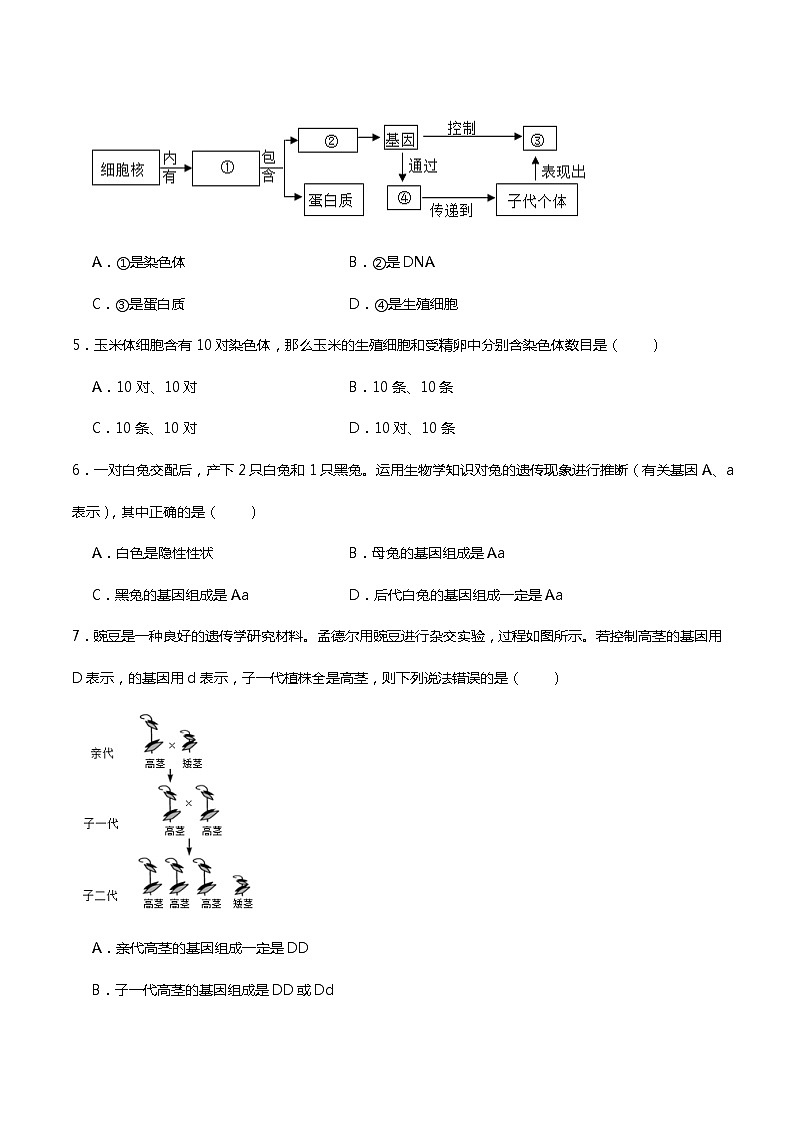 苏科版生物八年级下册  第22章生物的遗传与变异（章末测试）02