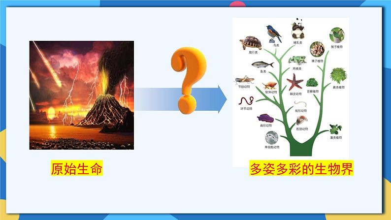 苏科版生物八年级下册   23.2  生物进化的历程  课件第4页