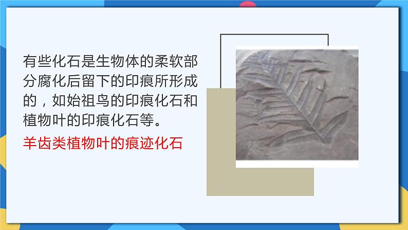 苏科版生物八年级下册   23.2  生物进化的历程  课件第7页