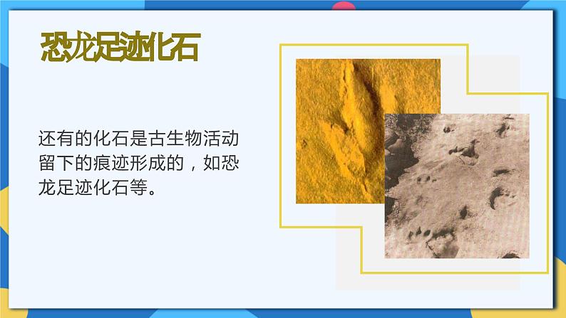 苏科版生物八年级下册   23.2  生物进化的历程  课件第8页