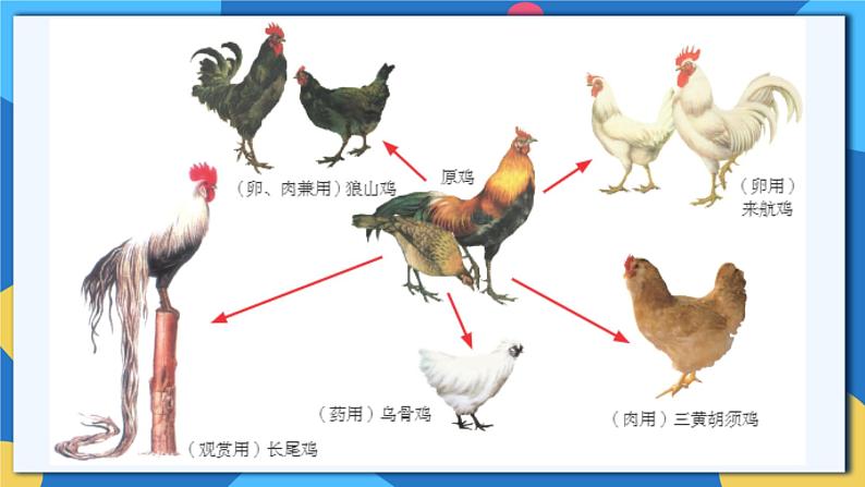 苏科版生物八年级下册   23.3  生物进化的原因 课件06